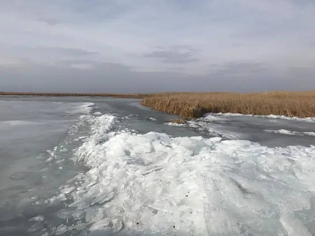 Рыба